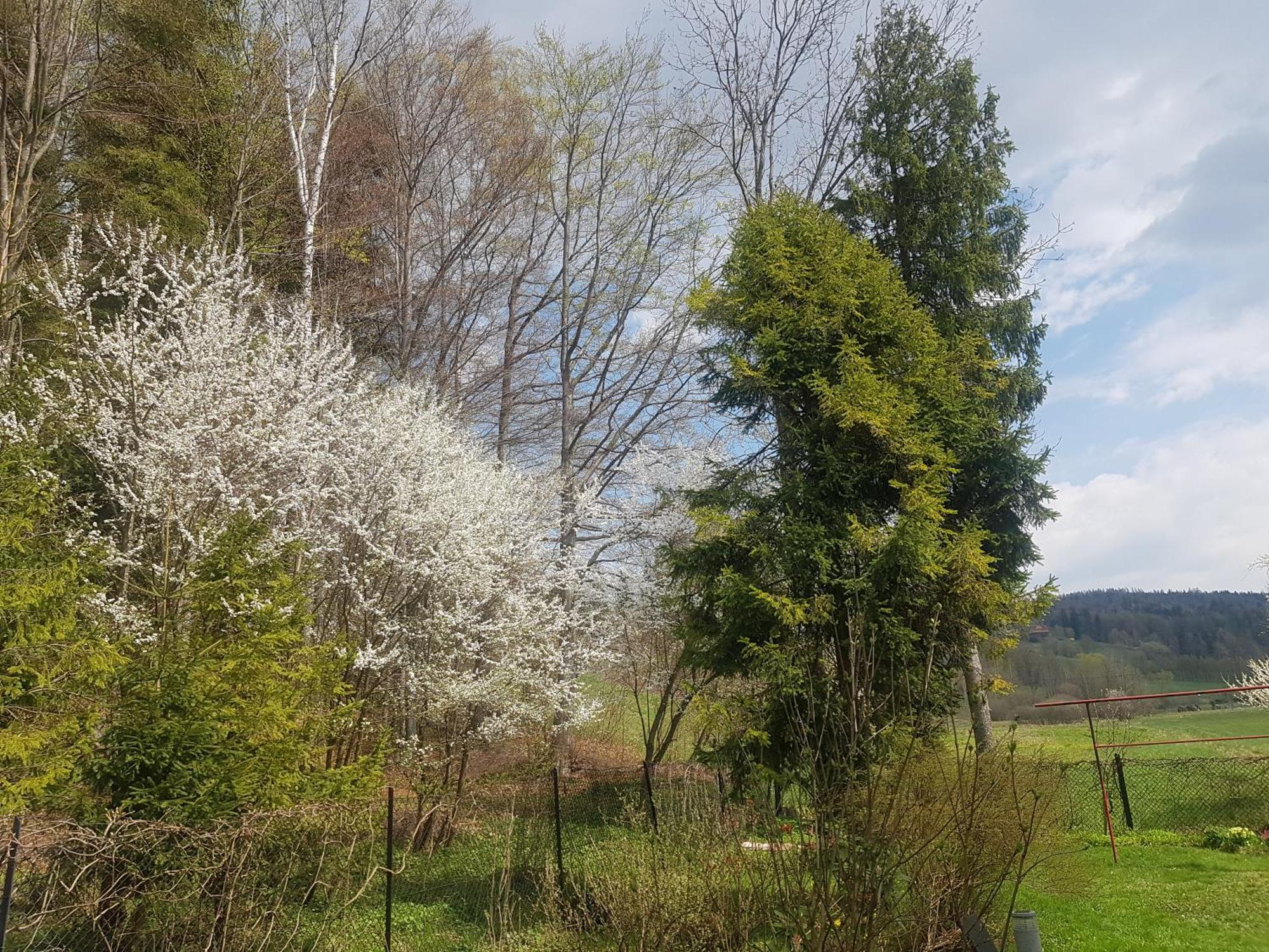 Mieszkanie W Gorach W Domu Prywatnym W Beskidzie Zywieckim 25Km Od Zywca Koszarawa Exterior foto